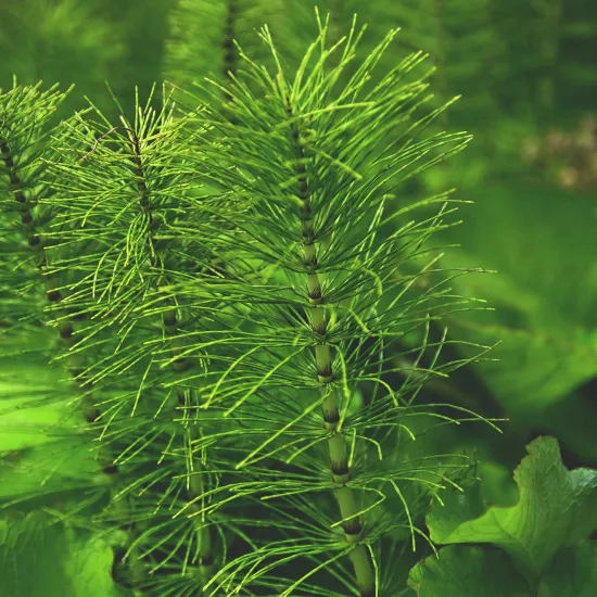 At KuyruğuKırkkilit Sıvı EkstresiEquisetum Arvanse