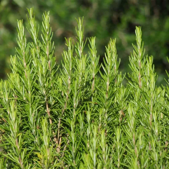 Biberiye Sıvı Ekstresi Rosmarinus Officinalis