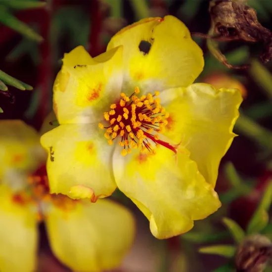 Çoban Çökerten Sıvı Ekstresi Tribulus Terrestris