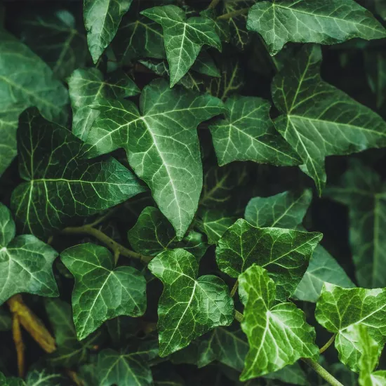 Duvar Sarmaşığı Sıvı Ekstresi Hedera Helix L.