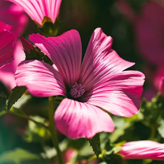 EbeGümeci Sıvı Ekstresi Malva Sylvestris