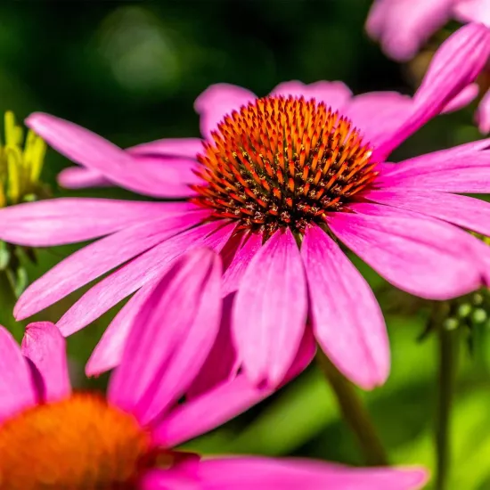 Ekinezya Sıvı Ekstresi Echinacea Purpurea L.