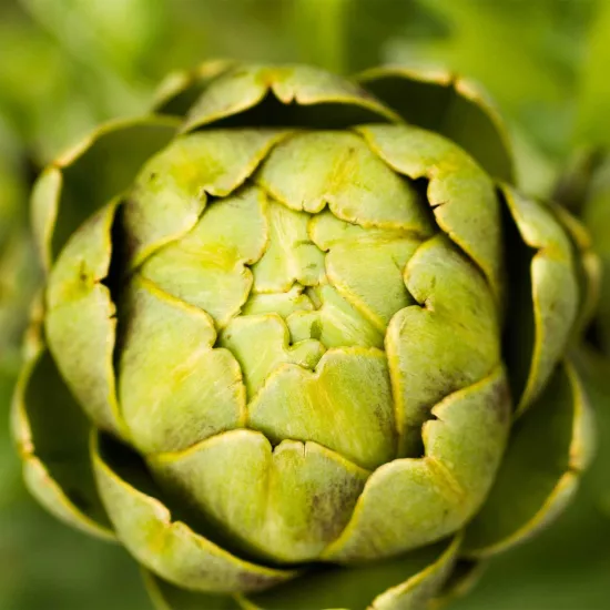 Enginar Sıvı Ekstresi Cynara Scolymus