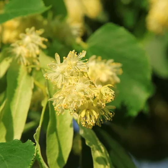 Ihlamur Sıvı Ekstresi Tilia Cordota