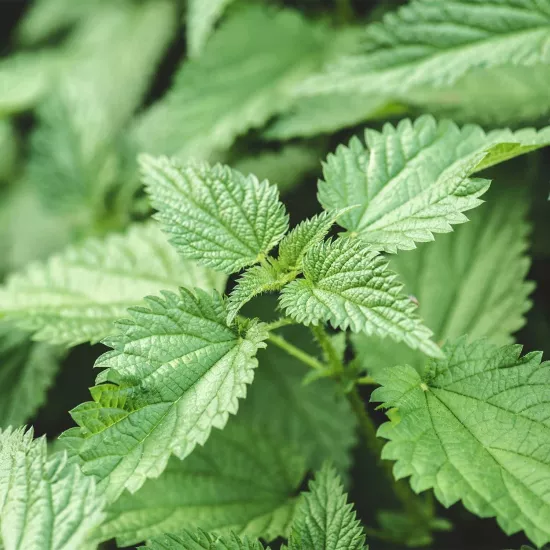 Isırgan Sıvı Ekstresi Urtica Dioica