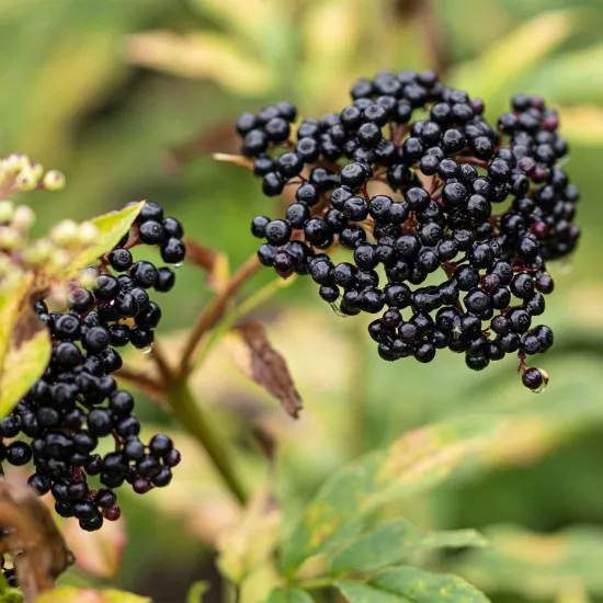 KaraMürver Sıvı Ekstresi Sambucus Nigra