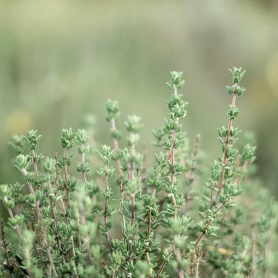 Kekik Sıvı Ekstresi Thymus Vulgaris L.