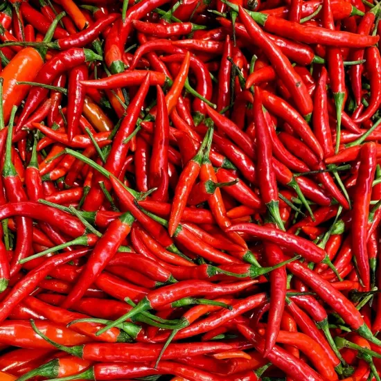 Kırmızı Biber Sıvı Ekstresi Capsicum Annuum