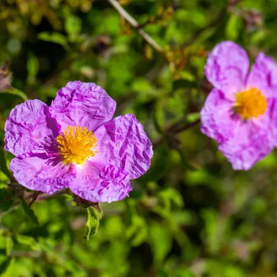 Laden Gülü Sıvı Ekstresi Cistus Creticus L.