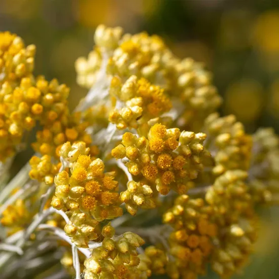 Ölmez Çiçek Sıvı Ekstresi Helichrysum Italicum
