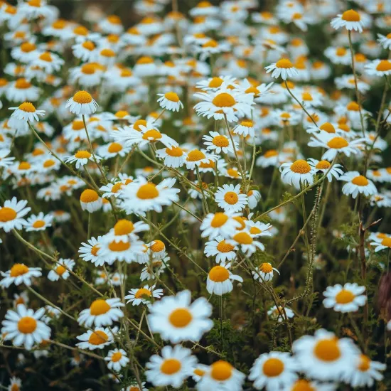 Papatya Sıvı Ekstresi Matricaria Chamomilla