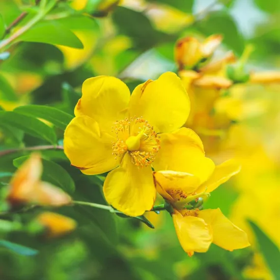 Sarı Kantoron Sıvı Ekstresi Hypericum Perforatum 