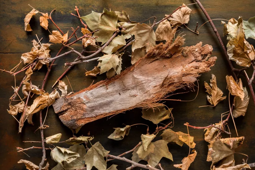 Söğüt Kabuğu Sıvı Ekstresi Salix Alba