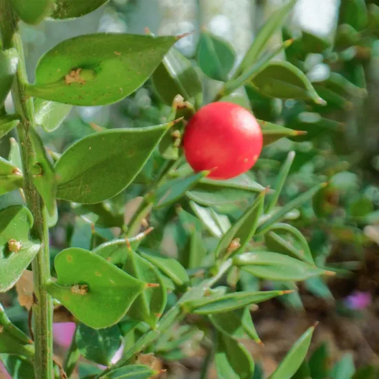 Tavşan Memesi Sıvı Ekstresi Ruscus Aculeatus