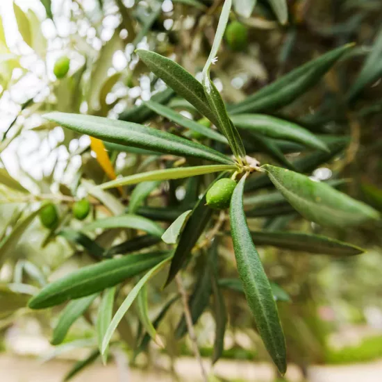Zeytin Yaprağı Sıvı Ekstresi Olea Europea